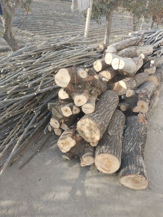 Ходалар бор ёнида утини хам бор