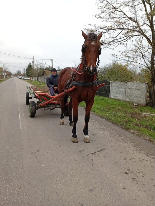 Vând sau schimb cal castrat de 5 ani