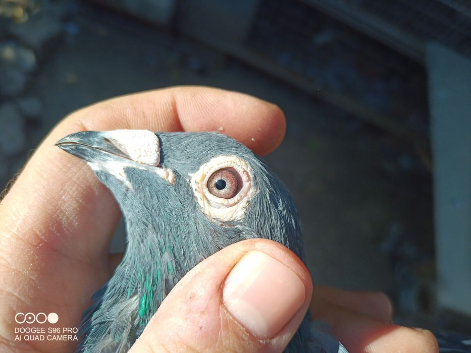 Voiajori cu pedigreu