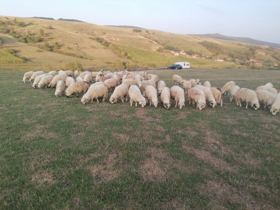 Oi de vânzare 70 bucăți