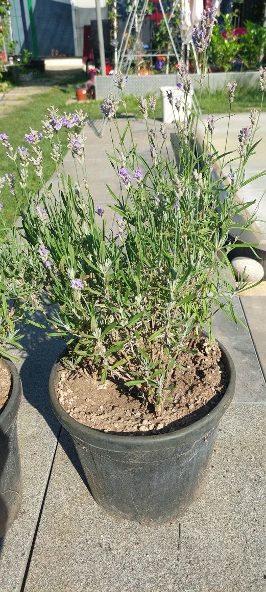 Lavanda în ghiveci - producător de plante ornamentale