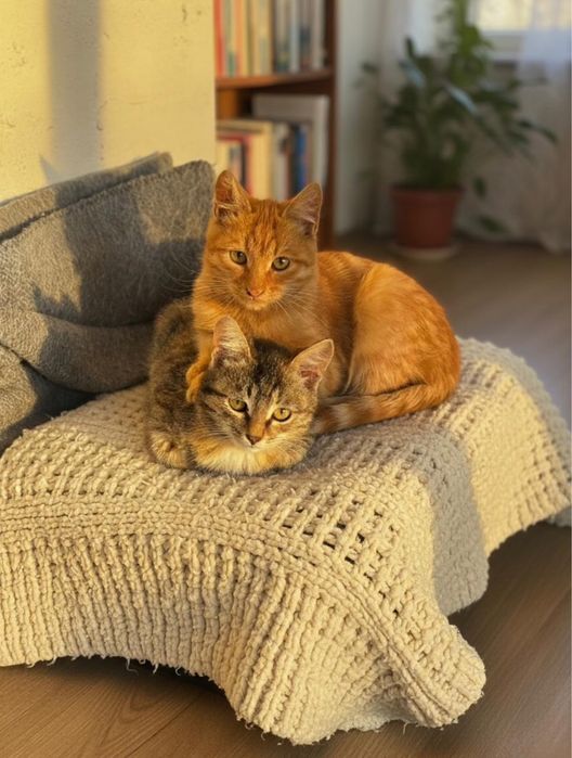 Отдам кошку