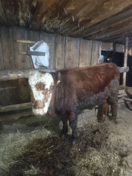 Продам быки с откорма