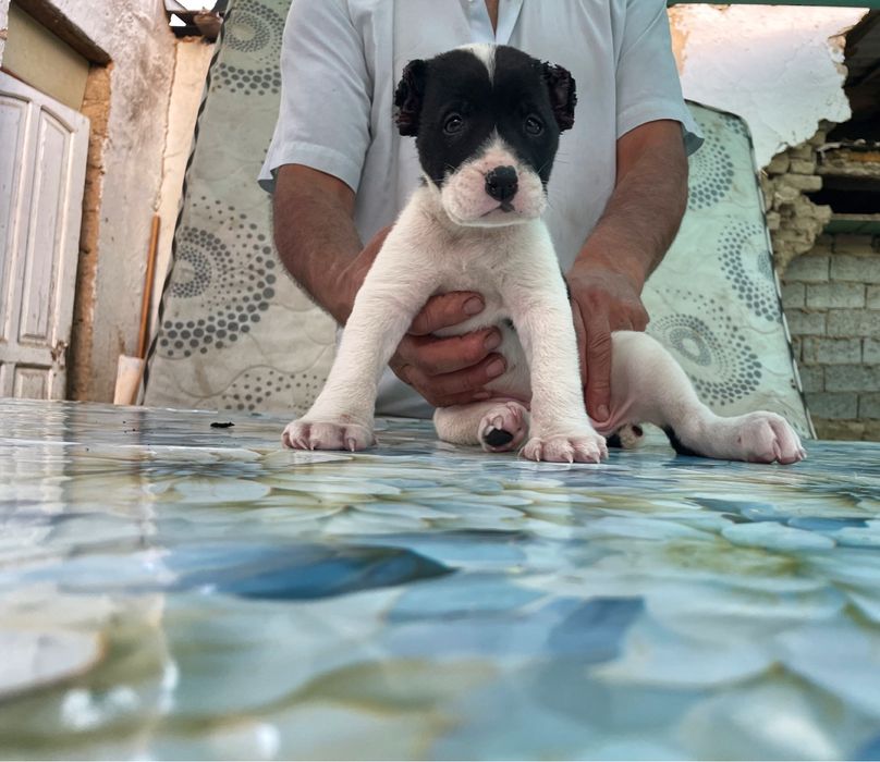 Щенок Алабая ( Туркменский ) чистокровный