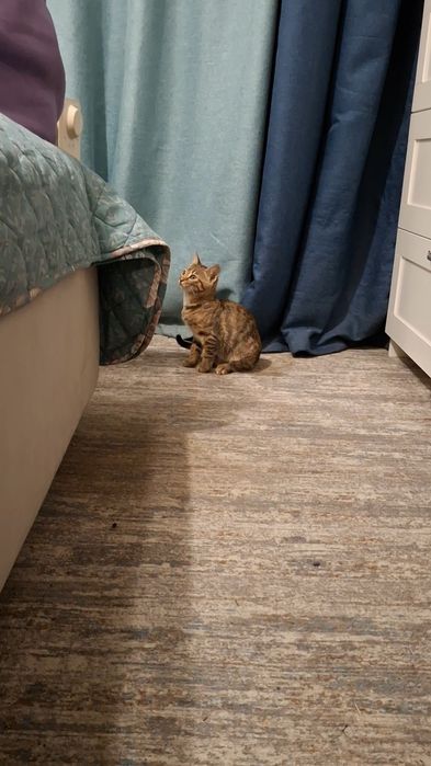 Отдам котят мышеловов