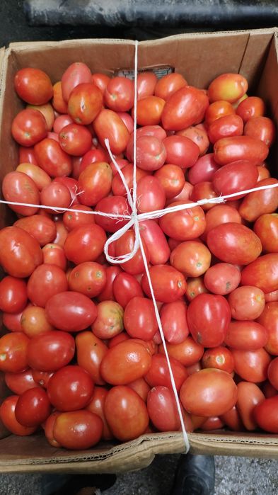 прлдам памидоры местные