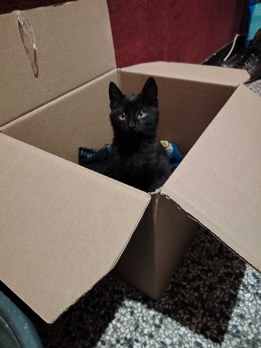 Подарява се много гальовно и сладко черно котенце