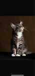 Pisica MaineCoon