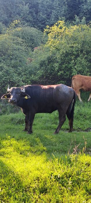 Junincă de bivol gestantă!!