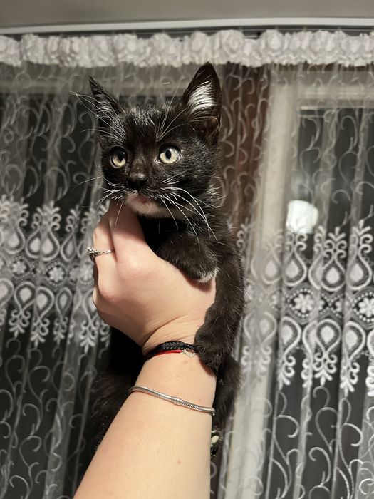 donez pui de pisica motan