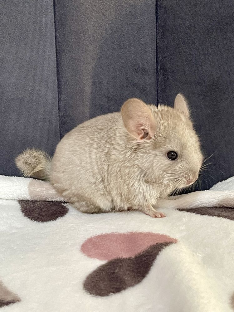 Pui de chinchilla sinsila