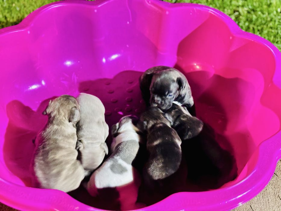 Френски булдог.