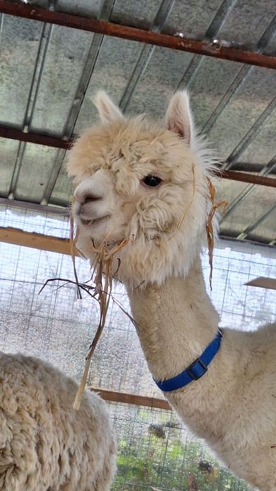 Alpaca, mascul,8 luni