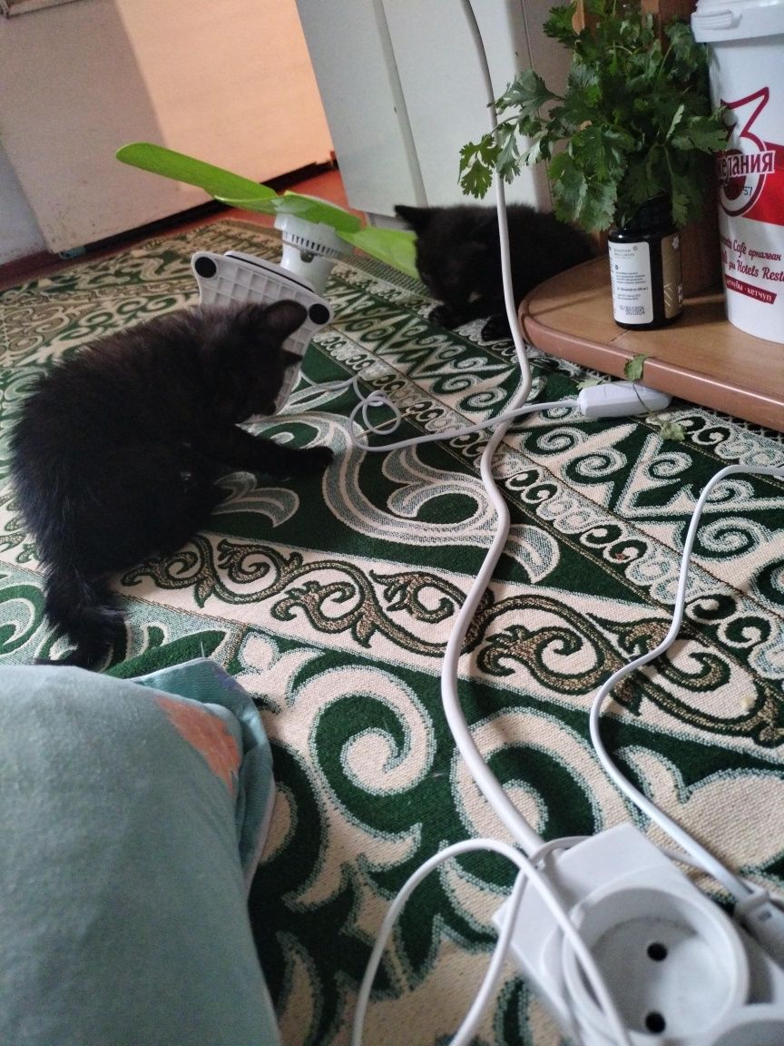 Котёнок отдам даром