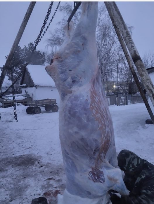 Свежее мясо-говядина и конина!