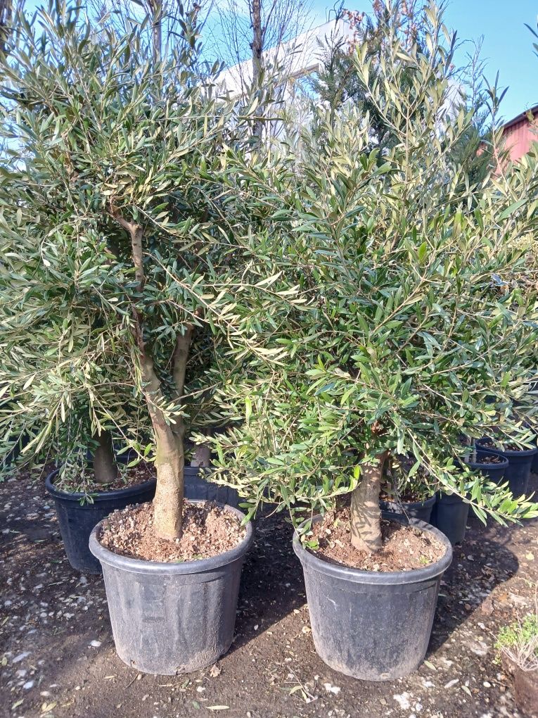 Plante ornamentale