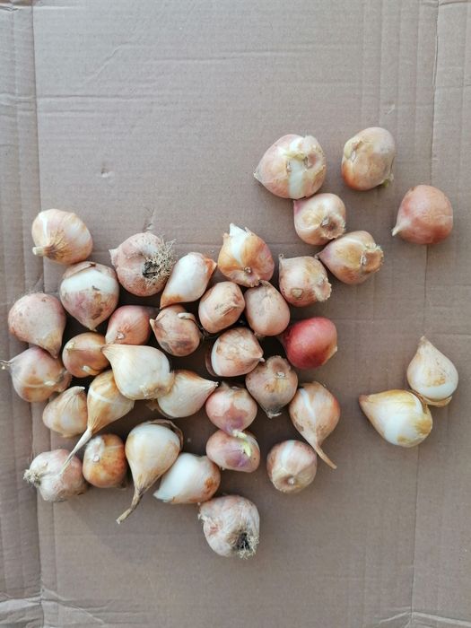 Лалета луковици различни цветове