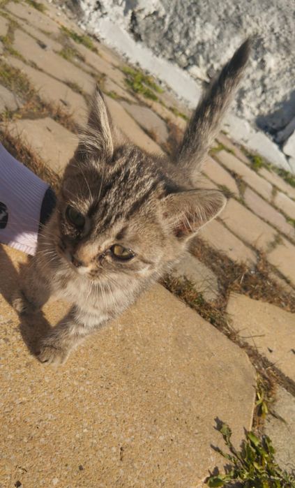 Котенок в хорошие руки