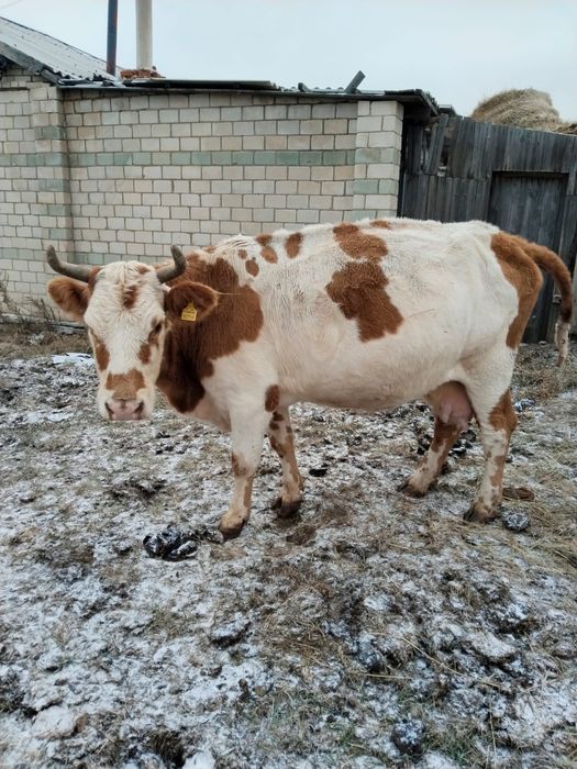 Продам 2 коров за 700