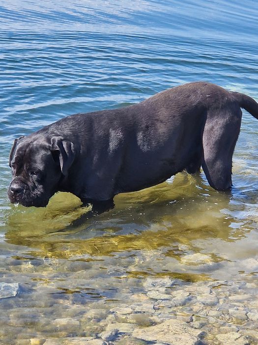 Cane Corso - mascul full black