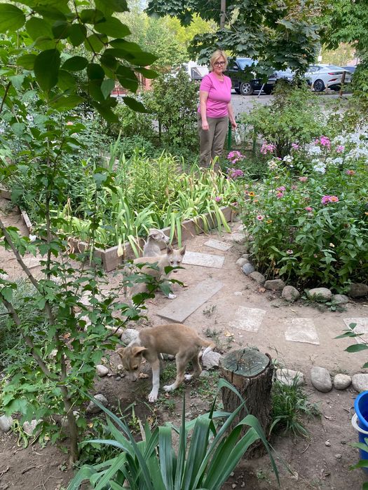 Щенята (2-3) месяца