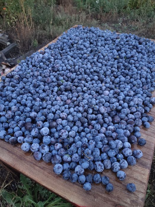 Сливы саженцы с огорода