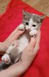 Срочно отдам котика