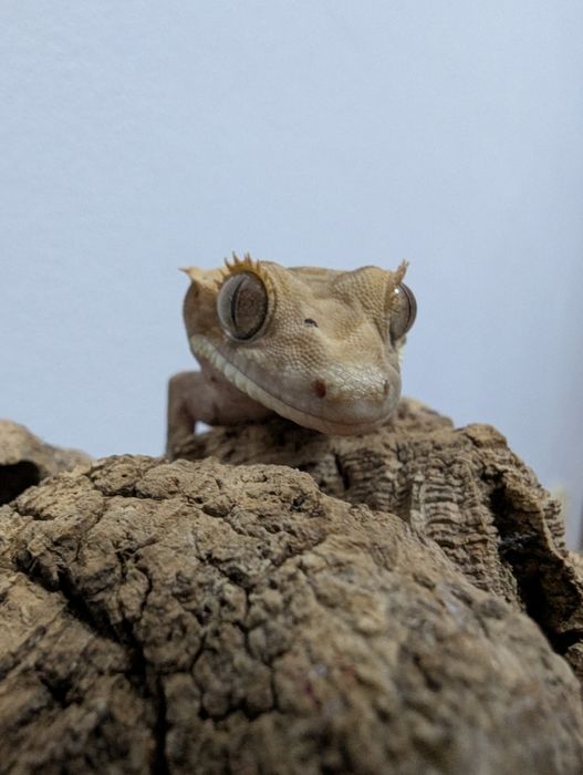 Soparla Gecko Crested juvenil - activ, sănătos (pt. începători și pasi