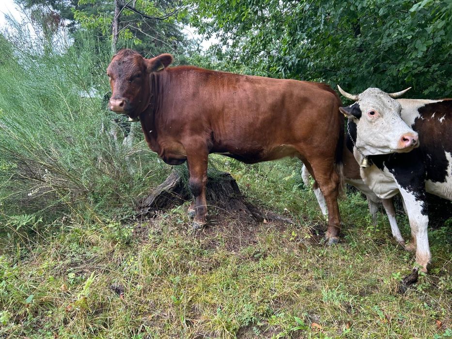 Juninca rasa Angus