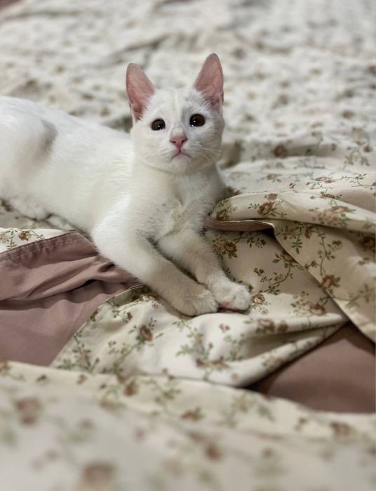 Кошка Продается!