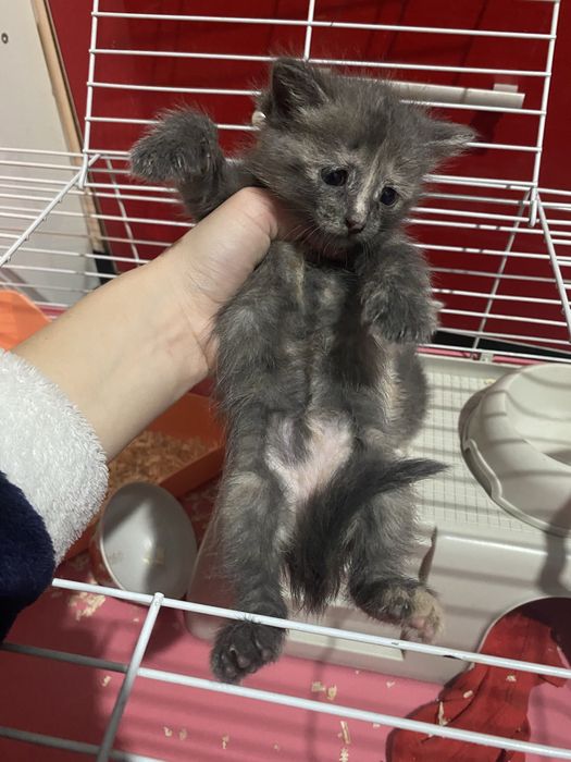Срочно отдам котенка в хорошие руки