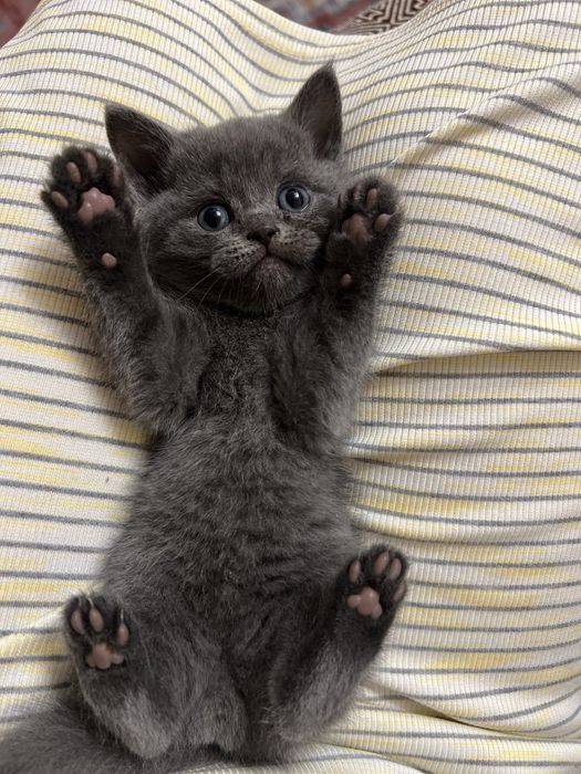 Британские чистокровные котята. Британцы