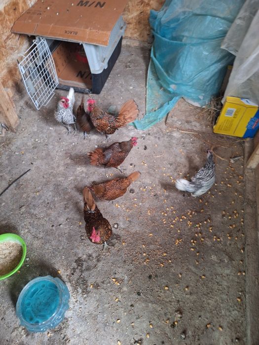 Sebright disponibili
