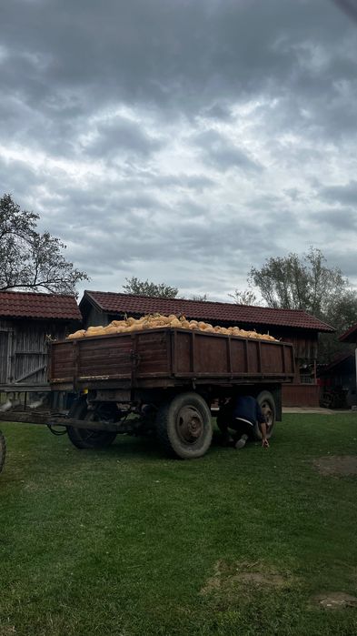 Vând Dovleac Plăcintar Matilda F1 !!