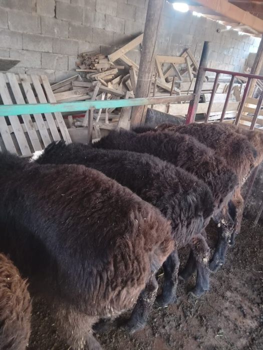 Семіз кошкарлар сатылады.