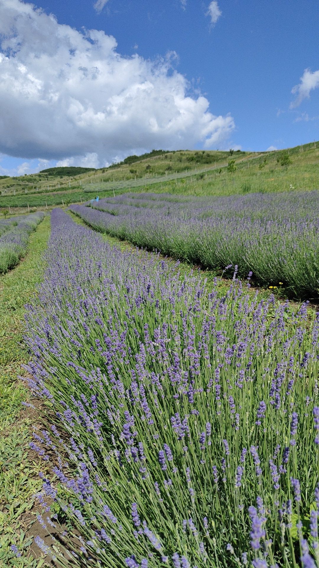 Lavanda proaspătă vrac sau buchete
