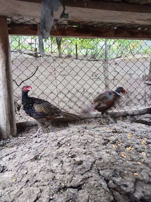 Vând fazani 2025 masculi