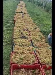 Vand struguri pentru vin ! Transport la domiciliu