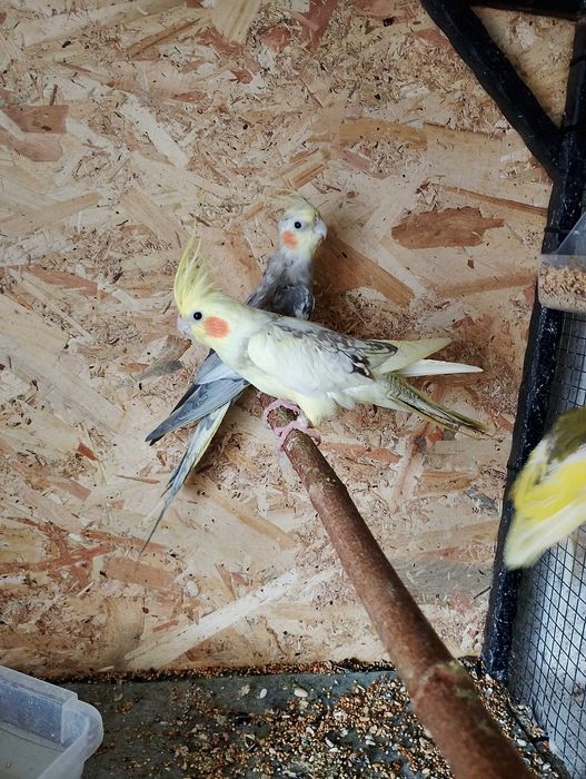 Papagali kakariki,nimfe