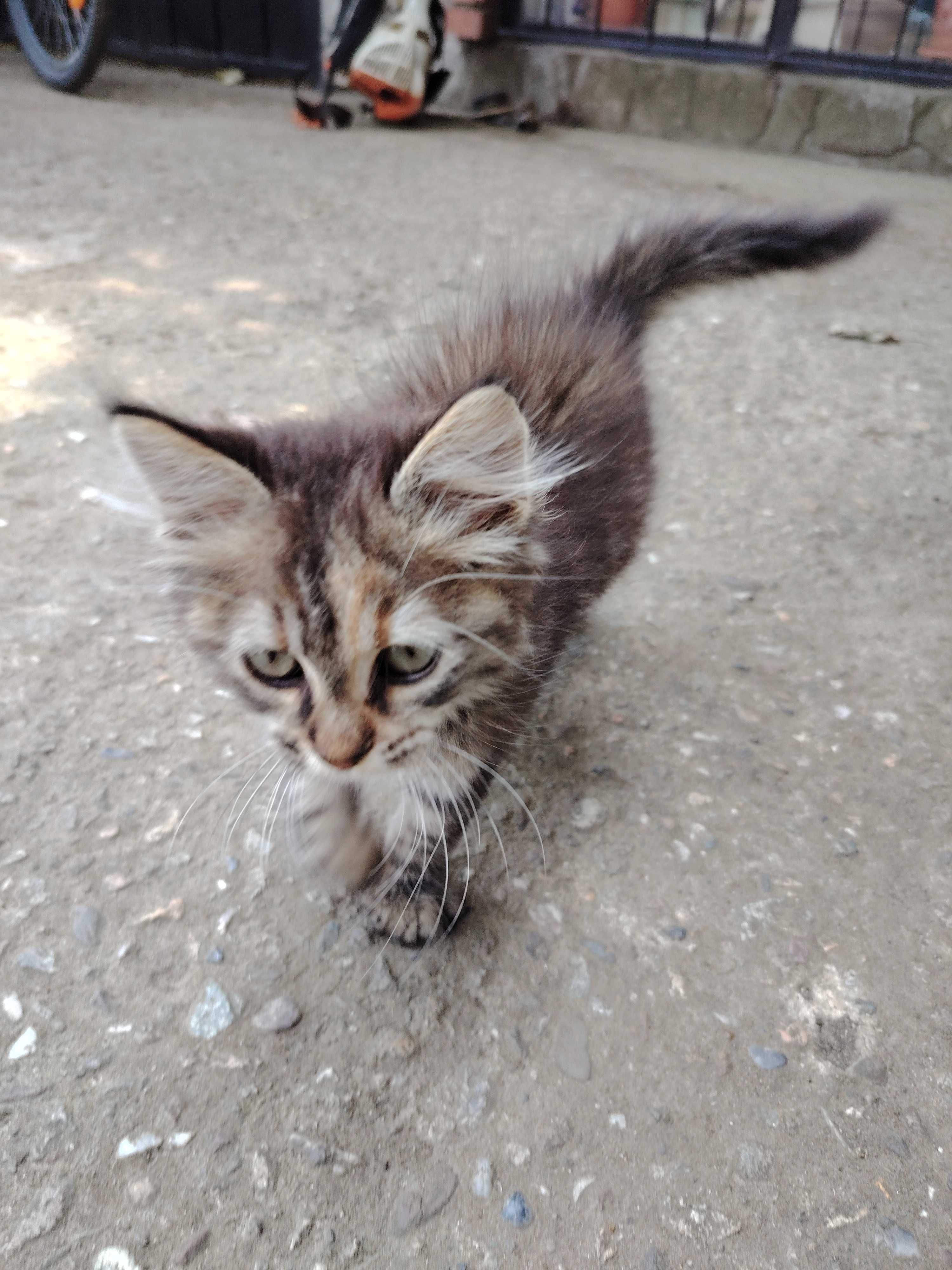 Пухкаво малко коте