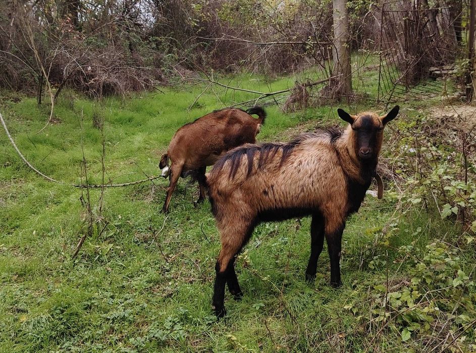 Френски алпин 1,5г