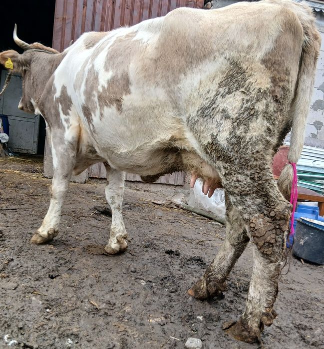 Vând  4 vaci  gestante