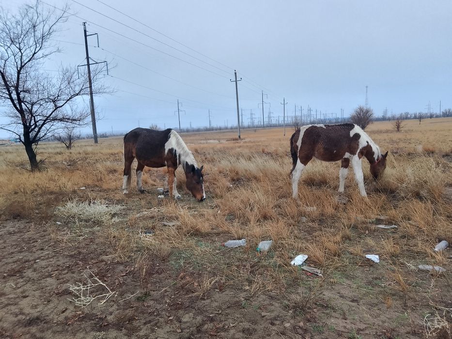Сауын бие сауын бие жабағы