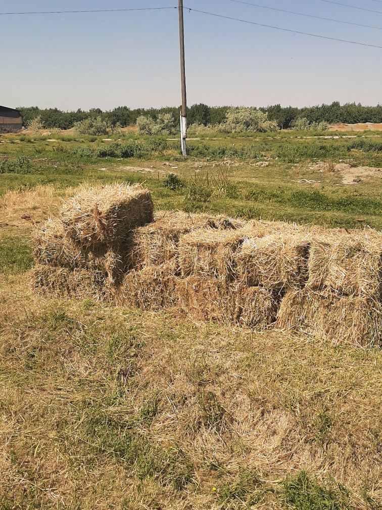 Беда присс 25000 сум ками бор 70 см