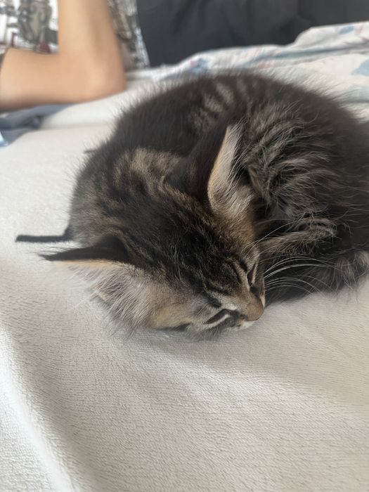 Отдам котят девочки 2 мес