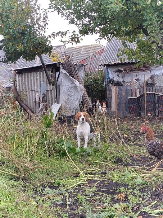 Mascul beagle talie medie