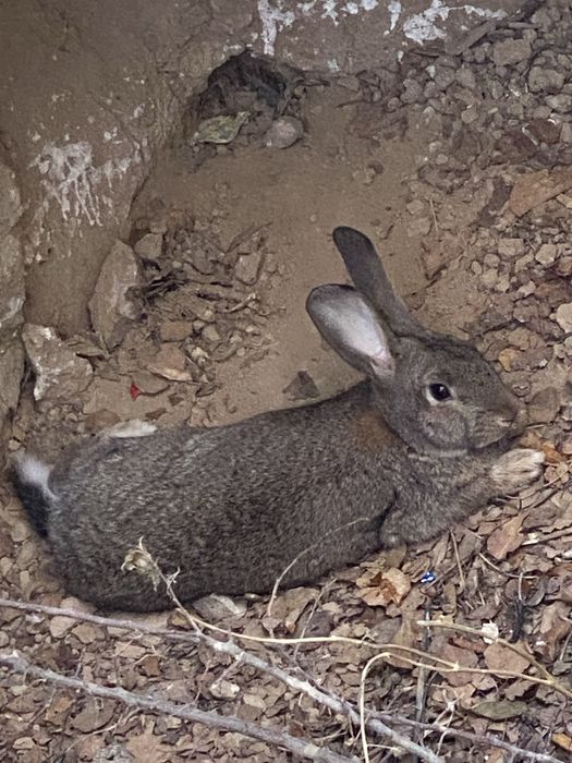 Рабочий кояндар туып журген