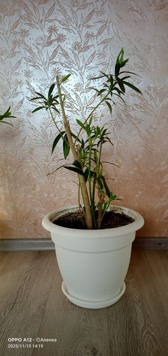 Олеандр  махровый .