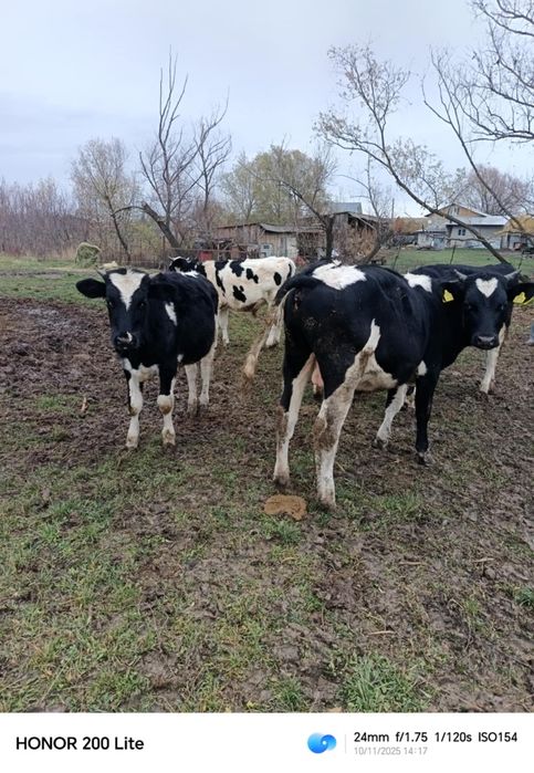 Vând taurasi 4200 lei