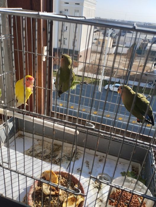 Неразрушка 4та бор